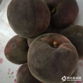 新品種桃樹苗_黑桃樹苗_桃樹品種苗價(jià)格