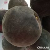 桃树_黑桃树_桃树苗新品种