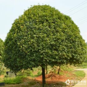 成都13-15公分桂花批发 桂花树苗园林绿化乔木供应 规格齐