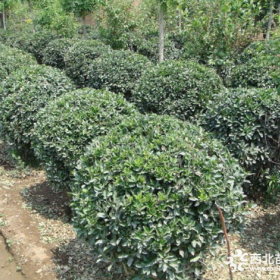 成都茶花批发 山茶花直销供应规格齐全量大优惠2018价格