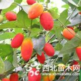 農業(yè)開發(fā)大量紅參果苗種植