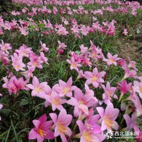 葱兰批发 成都优质葱兰花基地直销供应 葱兰花苗出售价优