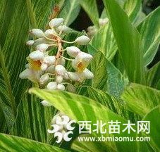 花叶良姜批发 2018成都花叶良姜价格直销 量大优惠供应