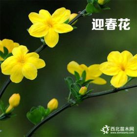 成都迎春批发 2018迎春花直销 工程苗木迎春小苗基地供应