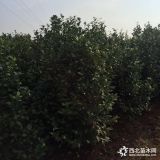 茶花小苗 1米高茶花苗批發(fā)價格 茶花基地