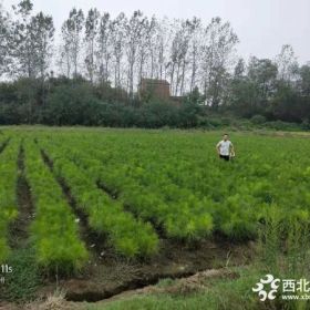 湖北150-200公分濕地松苗供應(yīng) 美洋洋綠化工程