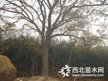 烏桕價格|南京烏桕價格|合肥18-25烏桕什么價格