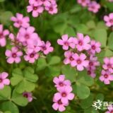 红花酢浆草批发 2018成都红花酢浆草基地直销 园林花卉价优