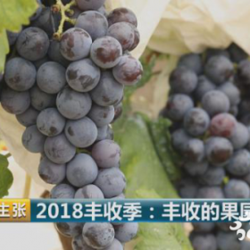 2018年市场上好卖的早熟、中熟、晚熟葡萄品种什么好