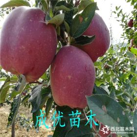 苹果树怎么卖的,m9t33砧木苹果苗出售,山东苹果树基地导航