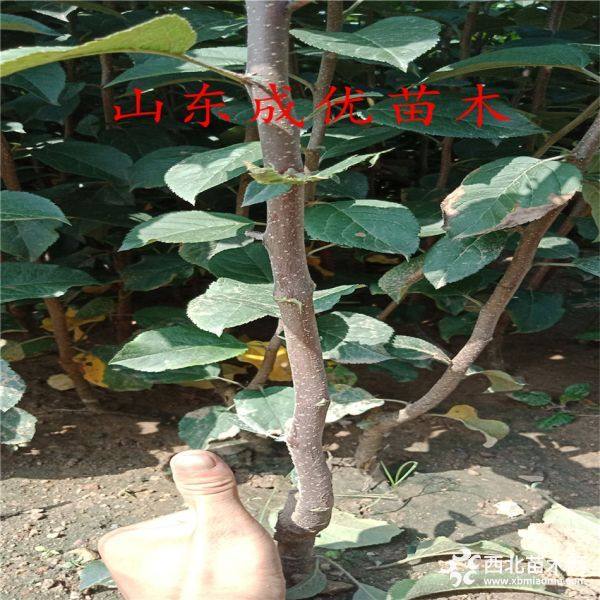 矮化苹果苗产量