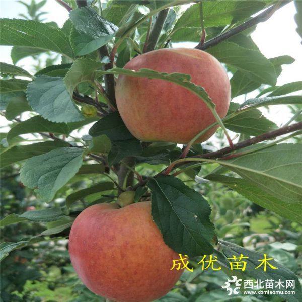 紅肉蘋果3公分價(jià)