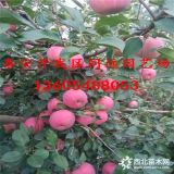 秦冠蘋(píng)果苗品種介紹 秦冠蘋(píng)果樹(shù)苗新報(bào)價(jià)