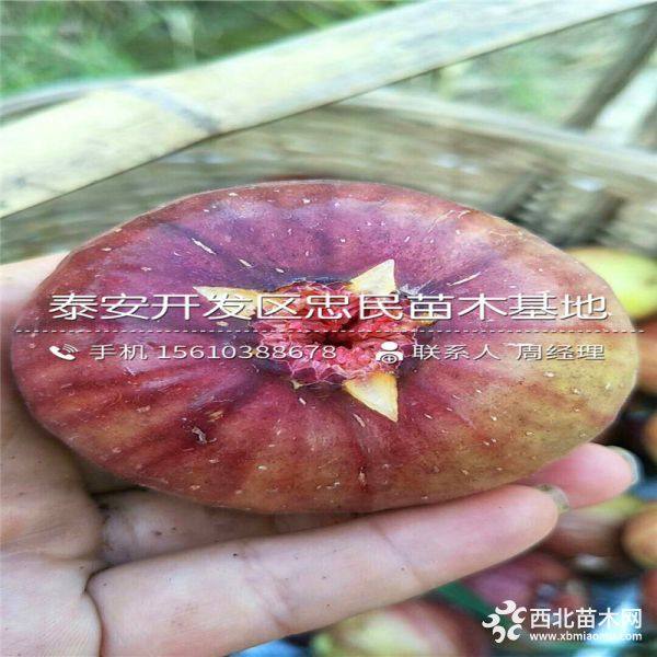 无花果树苗