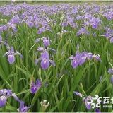 再力花批发 2018再力花基地大量供应 成都水生花卉直销