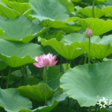 荷花批發(fā) 2018成都價格蓮花出售 水生花卉水芙蓉直銷