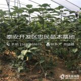 红灯樱桃树苗 红灯樱桃树苗价格 红灯樱桃树苗多少钱一棵