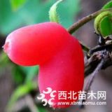 銷售營(yíng)養(yǎng)高品種甜蜜相思果苗