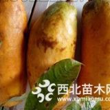 銷售營養(yǎng)天然綠色五葉木通 九月黃金蕉苗批發(fā)