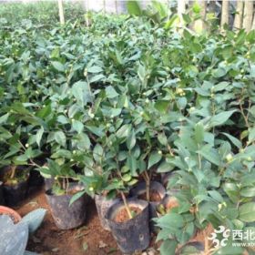 成都150公分茶花批发 郫县基地直销茶花苗优质 量大优惠