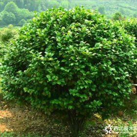 茶花球批发 成都基地山茶球直销 2018茶花球苗价格出售