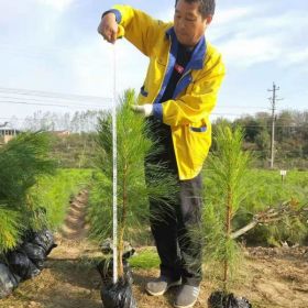 20-200公分濕地松苗供應(yīng) 湖北美洋洋綠化工程