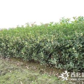 成都30-50公分佛顶珠桂花批发 2018佛顶珠桂花出售