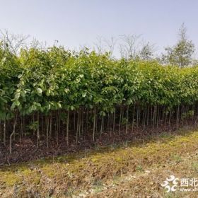 江西哪有卖2公分深山含笑的？宜春有种植3公分深山含笑基地的吗