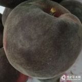 黑桃树苗价格