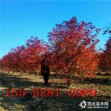 出售紅點(diǎn)紅楓 4公分 5公分美國(guó)紅楓 6公分紅點(diǎn)紅楓批發(fā)