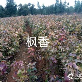 大量供应一年枫香小苗枫香小苗价格便宜成活率高