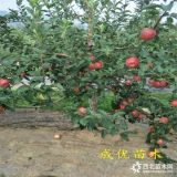 紅肉蘋(píng)果樹(shù)苗,m9t33砧木蘋(píng)果苗出售,哪里賣(mài)蘋(píng)果苗