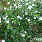 2018成都六月雪直銷 綠化園林植物六月雪批發(fā) 規(guī)格齊全