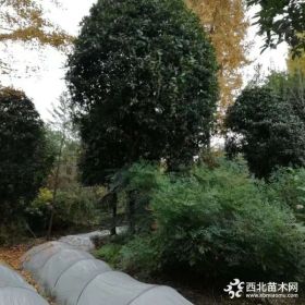 工程绿化一般树形15公分桂花树