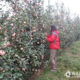 蜜脆蘋果苗出售價格、蜜脆蘋果苗報價多少錢