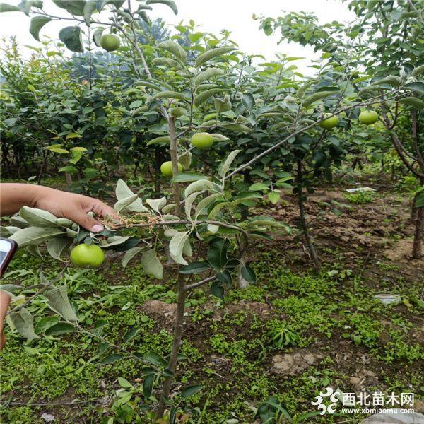 润太一号苹果苗