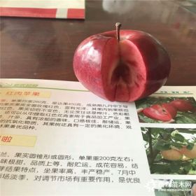 紅肉蘋果苗價格多少、紅肉蘋果苗多少錢一棵