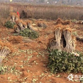 七月天仙蘋果苗價格 七月天仙蘋果苗出售基地