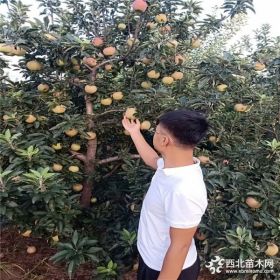 華碩蘋果苗價格、華碩蘋果苗哪里有賣的