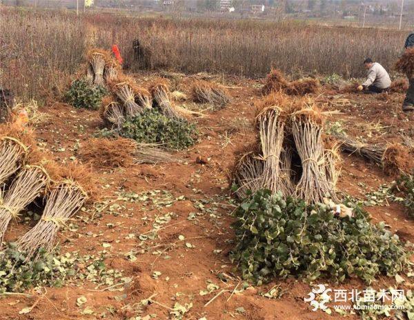 花牛苹果苗