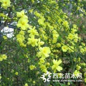 迎春花