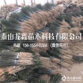 枸橘苗出售基地、枸橘苗批发基地、枸橘苗基地哪有