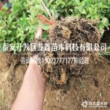 矮化俄罗斯八号樱桃苗哪里有卖的，矮化俄罗斯八号哪有