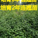 連翹苗價(jià)格--連翹苗一畝種植多少棵