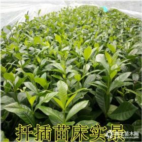 10-60公分栀子花 成都基地出售栀子花价优