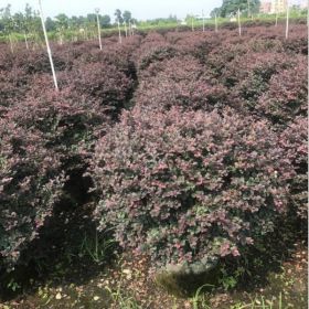 大量供应红花继木小苗 批发红花继木球 红花继木桩景木桩规格齐