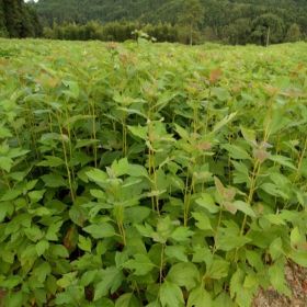 供應檫木芽苗、供應檫木小苗、供應檫木信息、供應1米高檫木信息