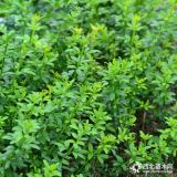 成都20-45茶梅批發(fā) 園林綠化花卉茶梅苗木直銷(xiāo) 規(guī)格齊全