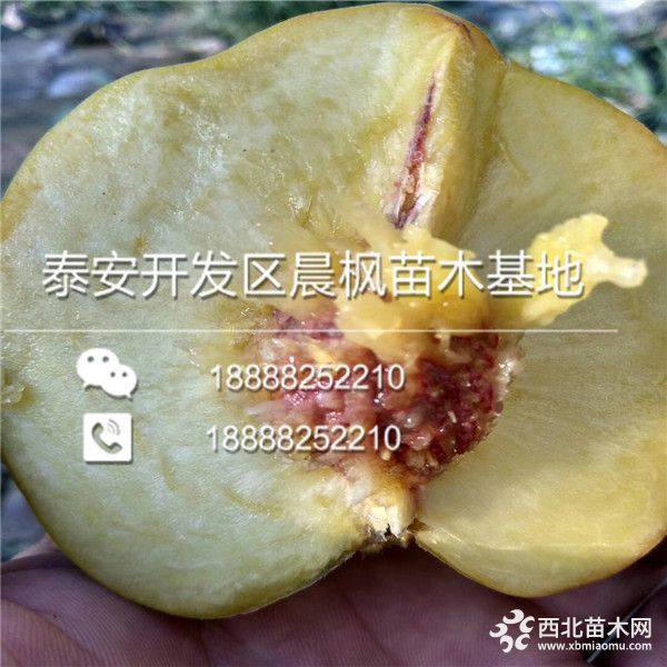 黄金蜜4号桃树苗