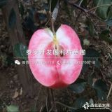 紅肉蘋(píng)果樹(shù)苗、紅肉蘋(píng)果樹(shù)苗價(jià)格、紅肉蘋(píng)果樹(shù)苗批發(fā)